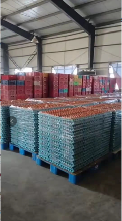 德惠市鴻德商貿 春節前后蛋價弱勢分析，3月份有望回暖